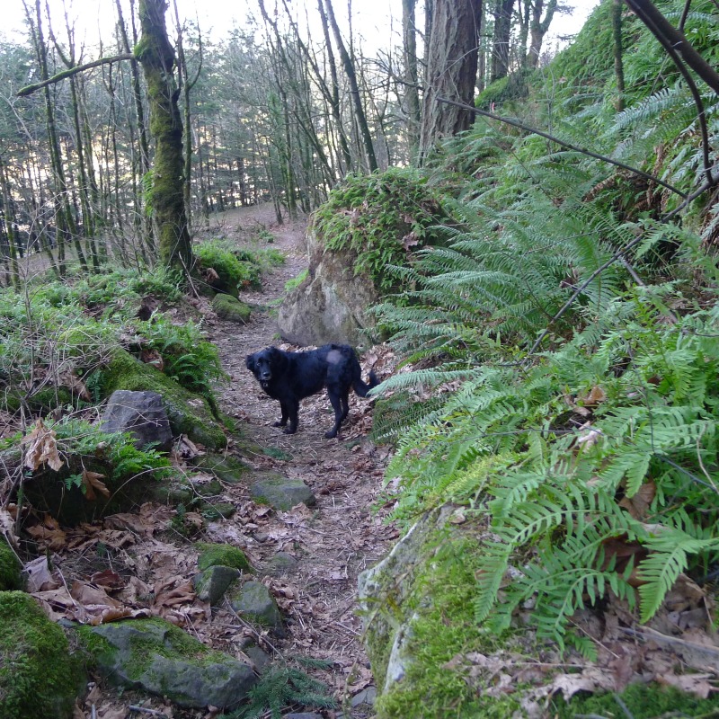 Cooper (still sporting his shaved patch from the biopsy)leading the way back down the Rocky Butte trail